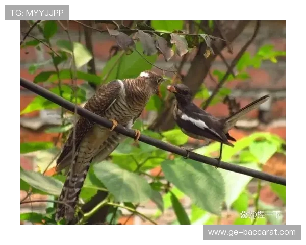 在这款游戏中鸟叫声与狗叫声交织出别样的自然氛围玩家体验感十足